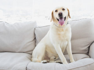 Pet odors may jeopardize the sale of your home